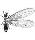 winged-termite1a[1].jpg